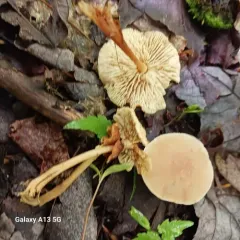Gymnopus subsulphureus thumbnail 3