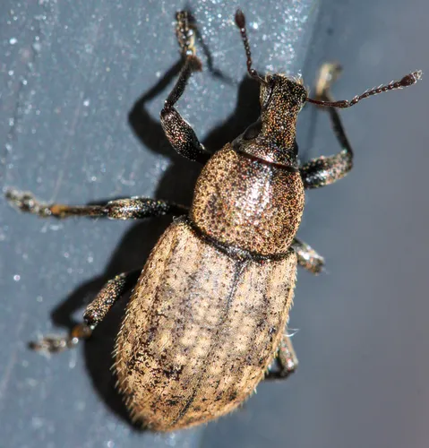Ground Weevil