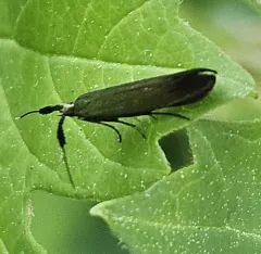 Red clover casebearer moth thumbnail 2