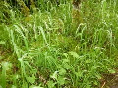 nodding trisetum thumbnail 3