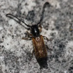 Plum Beetle thumbnail 2