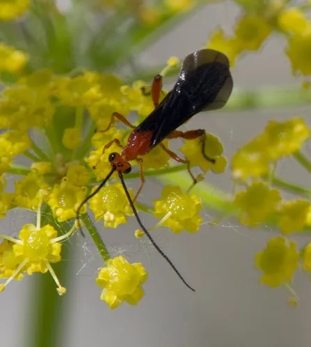 Smooth-headed Mummy Wasp