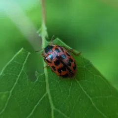 Maine Leaf Beetle thumbnail 3