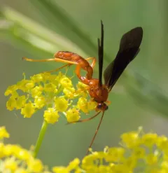 Trogus vulpinus thumbnail 3