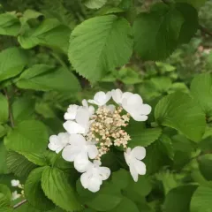 Japanese snowball thumbnail 4