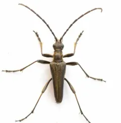 Stenocorus nubifer thumbnail 3