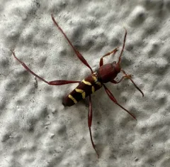 Red-headed Ash Borer thumbnail 4