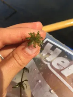 Hydrilla thumbnail 4
