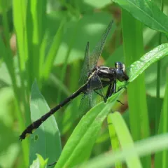 Rapids Clubtail thumbnail 3