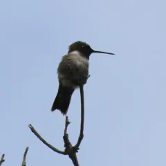 Black-chinned Hummingbird thumbnail 4