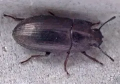 Blapstinus pratensis thumbnail 2