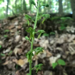 Common Twayblade thumbnail 3