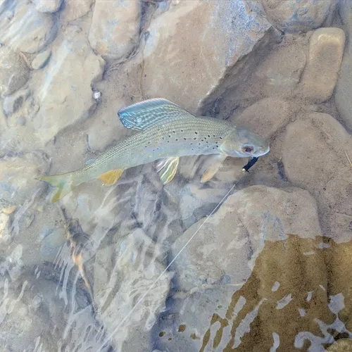 Arctic Grayling