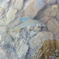 Arctic Grayling thumbnail 1