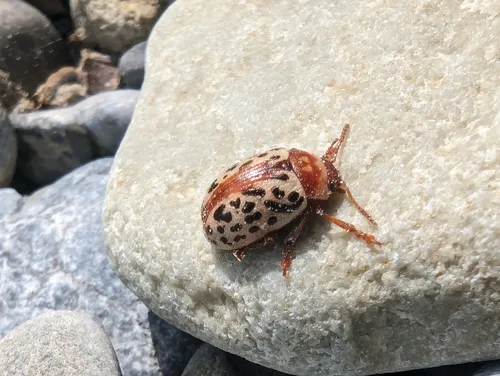 Calligrapha verrucosa