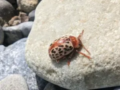 Calligrapha verrucosa thumbnail 1