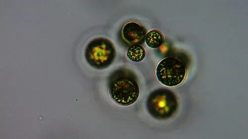 Coenochloris fottii