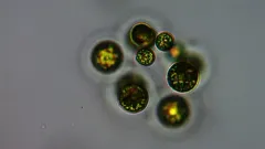 Coenochloris fottii thumbnail 1