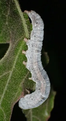 Phoberia ingenua