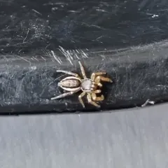Yellowleg Jumping Spider thumbnail 4