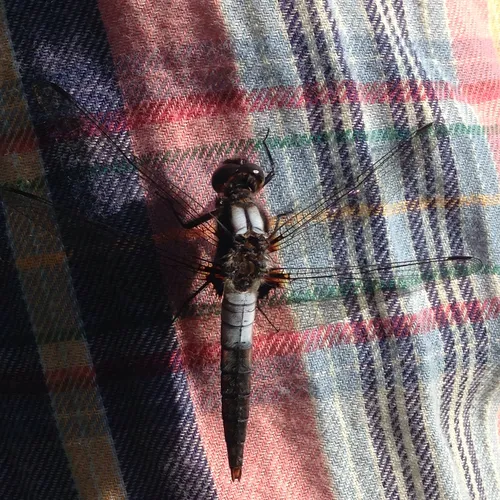 Chalk-fronted Corporal