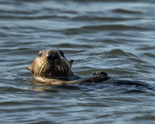 Sea Otter