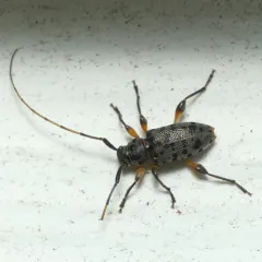 Spotted Longhorn Beetle thumbnail 4