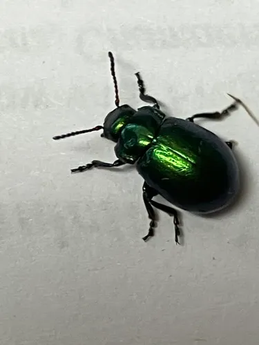 Chrysolina basilaris