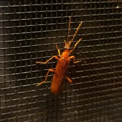 Uniform Fire-coloured Beetle thumbnail 3