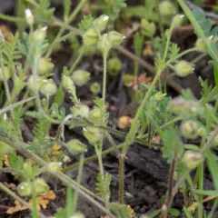annual polemonium thumbnail 3