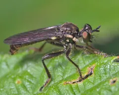 Eudioctria media thumbnail 3