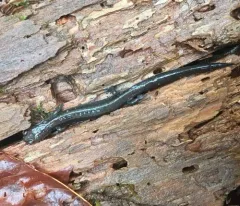 Del Norte Salamander thumbnail 3