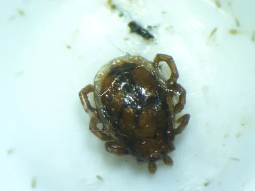 Ixodes angustus
