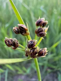 Hairy Fimbristylis thumbnail 3