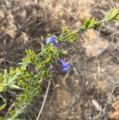 Low Beardtongue thumbnail 4