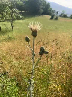 ashland thistle thumbnail 2