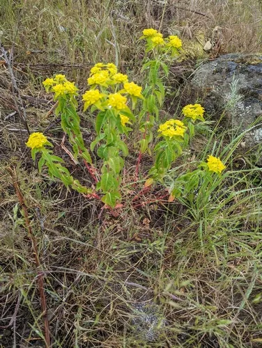 eggleaf spurge