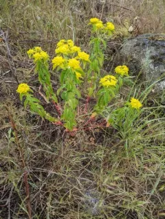 eggleaf spurge thumbnail 1