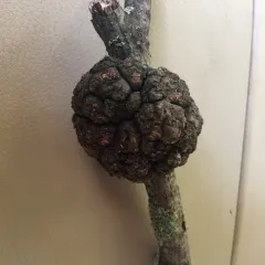 black knot thumbnail 3
