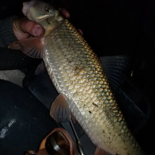 Golden Redhorse