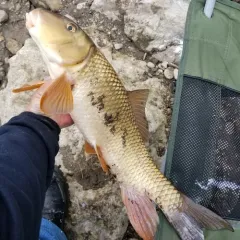 Silver Redhorse thumbnail 2