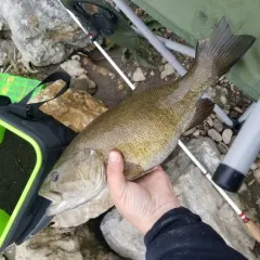 Smallmouth Bass thumbnail 2