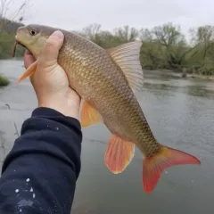 Shorthead Redhorse thumbnail 2