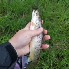 Brown Trout thumbnail 2