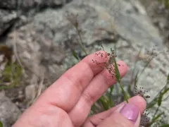 hairy rosette-panicgrass thumbnail 4