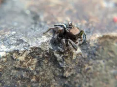 Habronattus calcaratus thumbnail 3