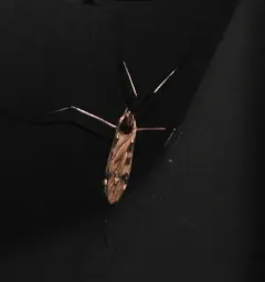 Eutonia alleni thumbnail 2