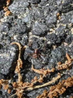 Brotherly Ground Crab Spider thumbnail 3