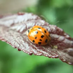 Asian Lady Beetle thumbnail 4