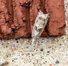 Maple Trumpet Skeletonizer Moth thumbnail 4